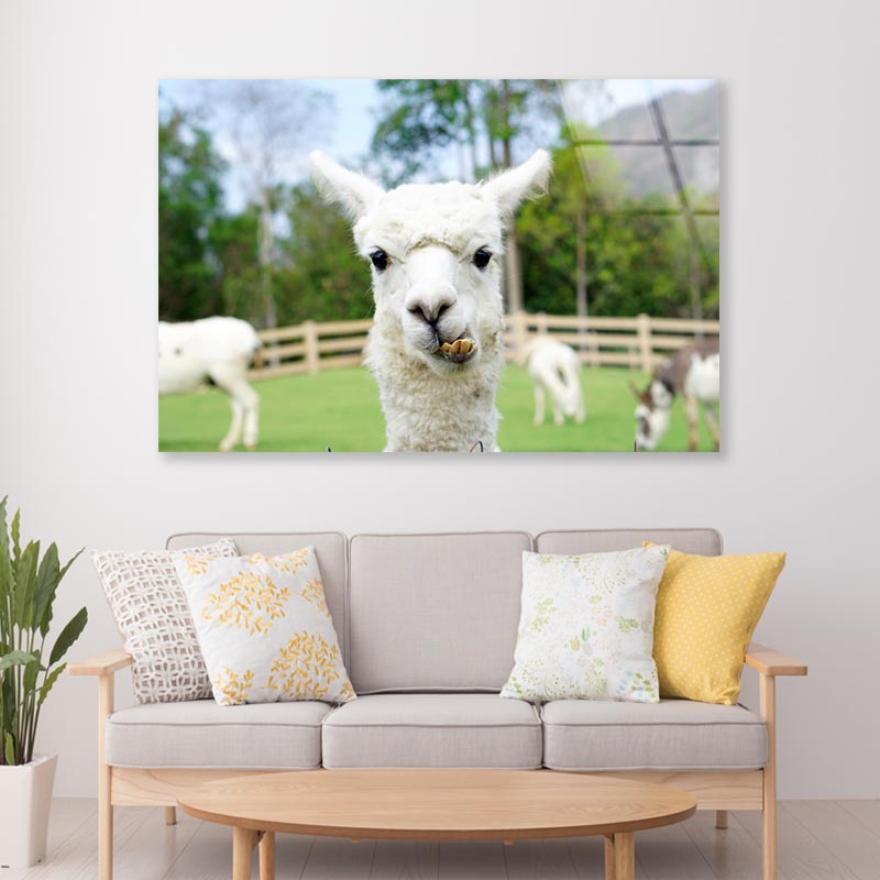 Close Up of White Alpaca Acrylic Glass Print Tempered Glass Wall Art 100% Made in Australia Ready to Hang