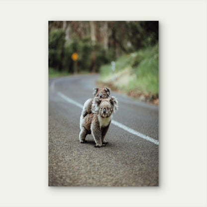 Mother Koala with Baby on Road 60x90cm Metal Print Ready to Hang