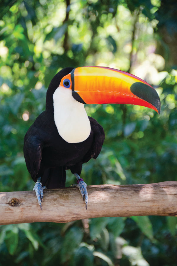 Largest And Best-Known Toucan Species Wall Art Decor 100% Australian Made