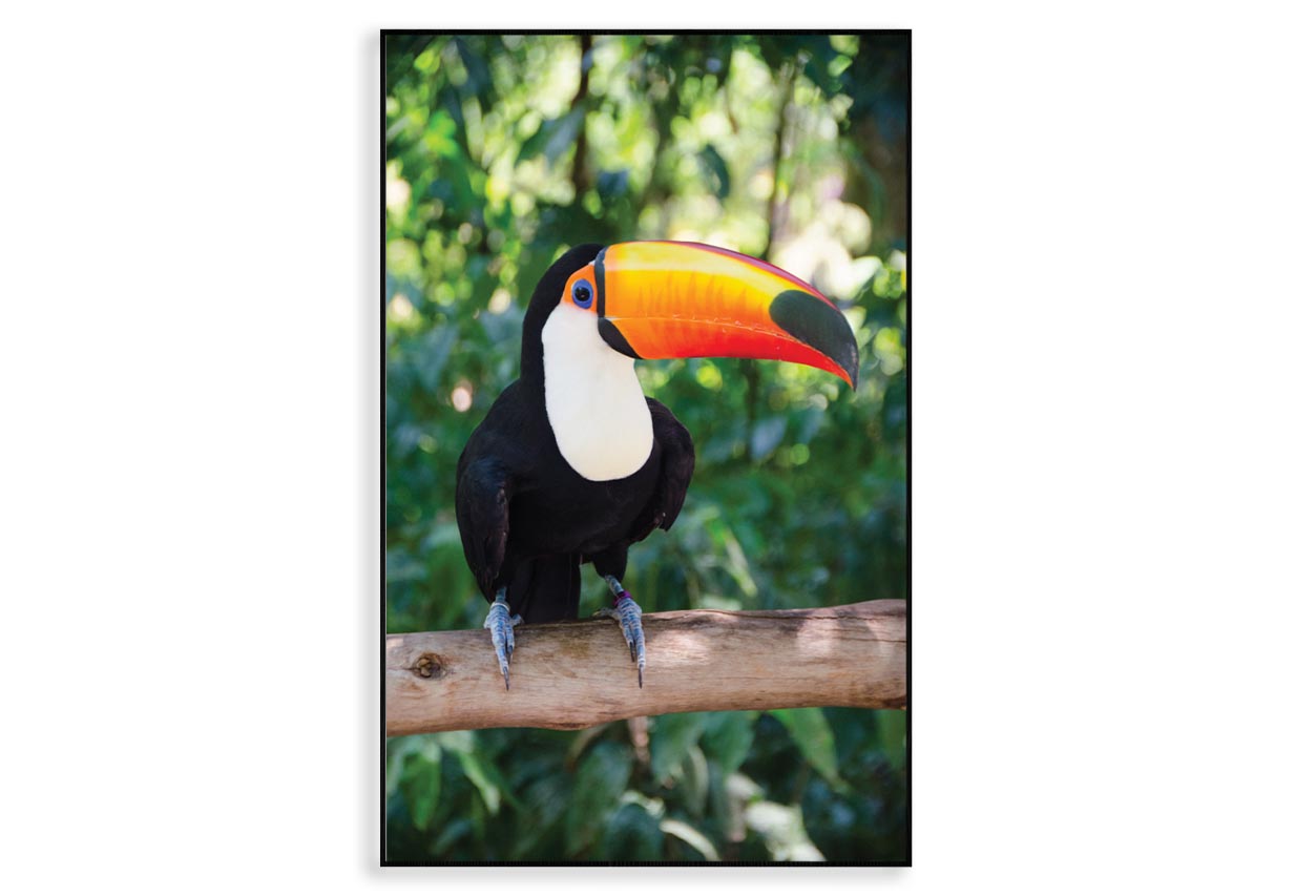 Largest And Best-Known Toucan Species Home Decor Premium Quality Poster Print Choose Your Sizes