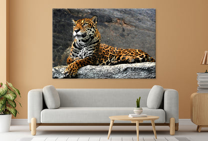 Leopard Lying on Rocks, Thailand  Wall Art Decor 100% Australian Made - Bella Home Decor