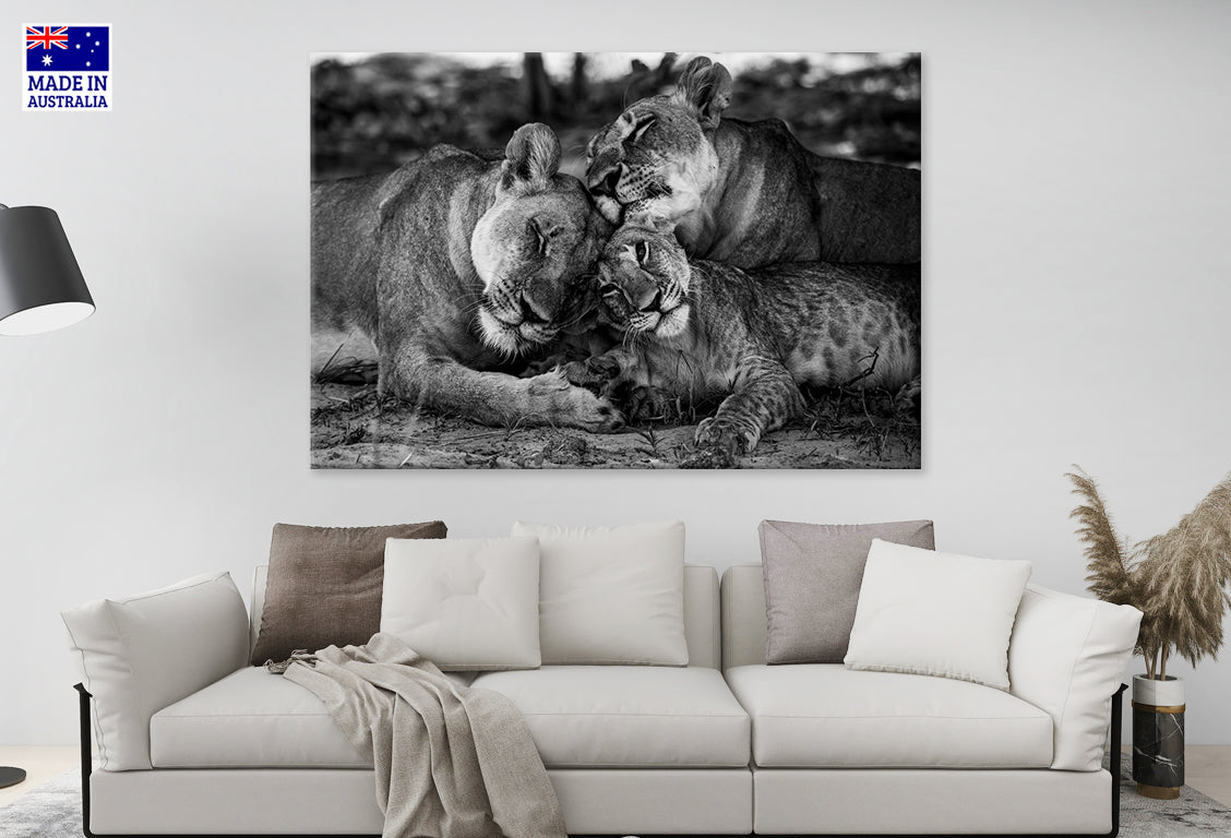 Wild Lion Family Okavongo Delta Botswana Wall Art Decor 100% Australian Made
