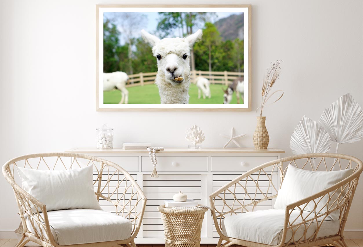 Close Up of White Alpaca Home Decor Premium Quality Poster Print Choose Your Sizes