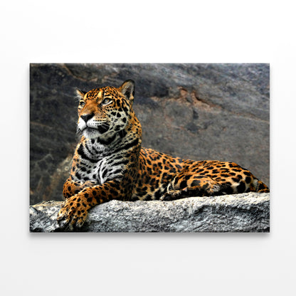 Leopard Lying on Rocks, Thailand  Wall Art Decor 100% Australian Made - Bella Home Decor