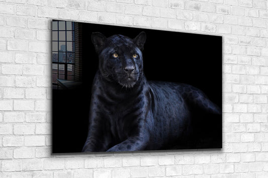 Black Panther Closeup UV Direct Aluminum Print Australian Made Quality