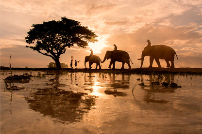 Three Elephants at the Glowing Sunset  Wall Art Decor 100% Australian Made