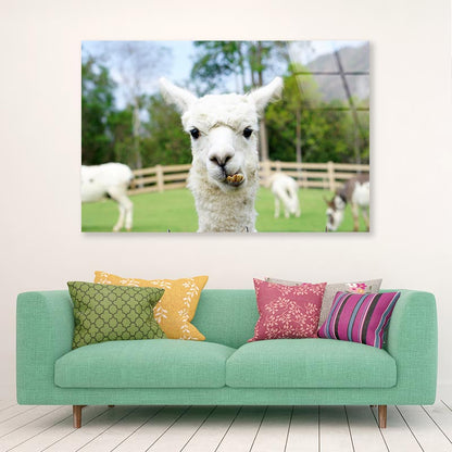 Close Up of White Alpaca Acrylic Glass Print Tempered Glass Wall Art 100% Made in Australia Ready to Hang