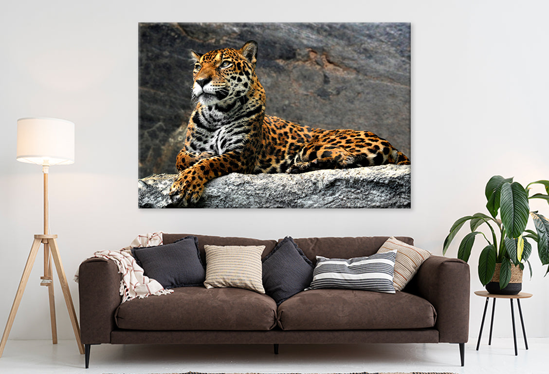 Leopard Lying on Rocks, Thailand  Wall Art Decor 100% Australian Made - Bella Home Decor