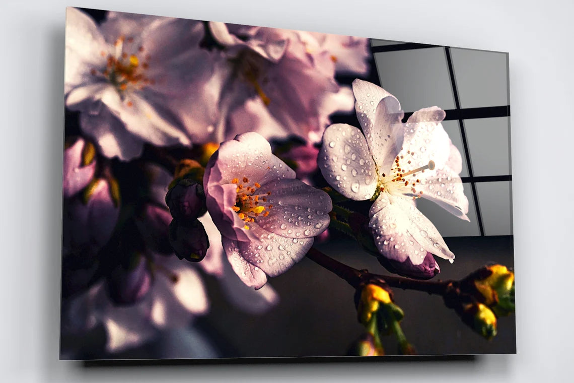 Cherry Blossom Flower Acrylic Glass Print Tempered Glass Wall Art 100% Made in Australia Ready to Hang