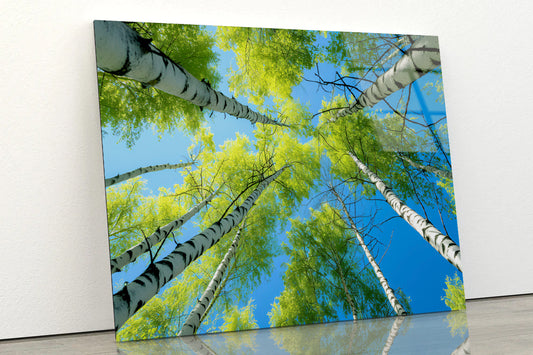 Fresh Green Birch Tree with Natural Blue Sky Acrylic Glass Print Tempered Glass Wall Art 100% Made in Australia Ready to Hang