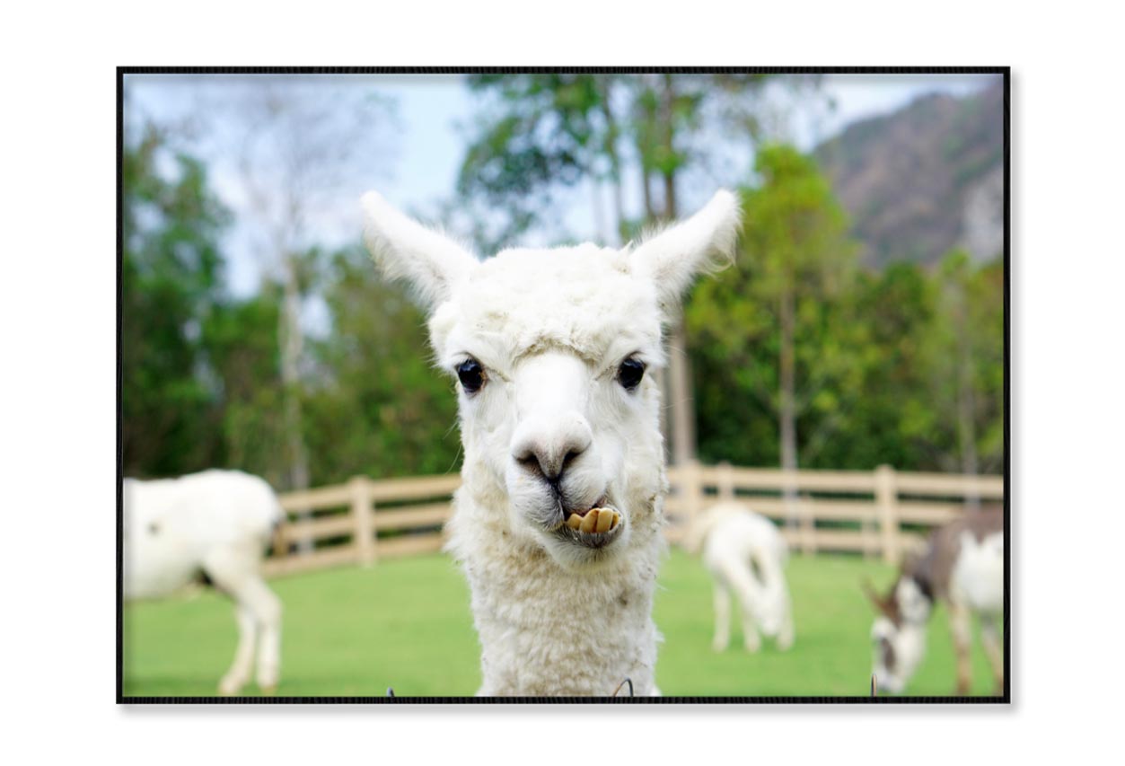 Close Up of White Alpaca Home Decor Premium Quality Poster Print Choose Your Sizes