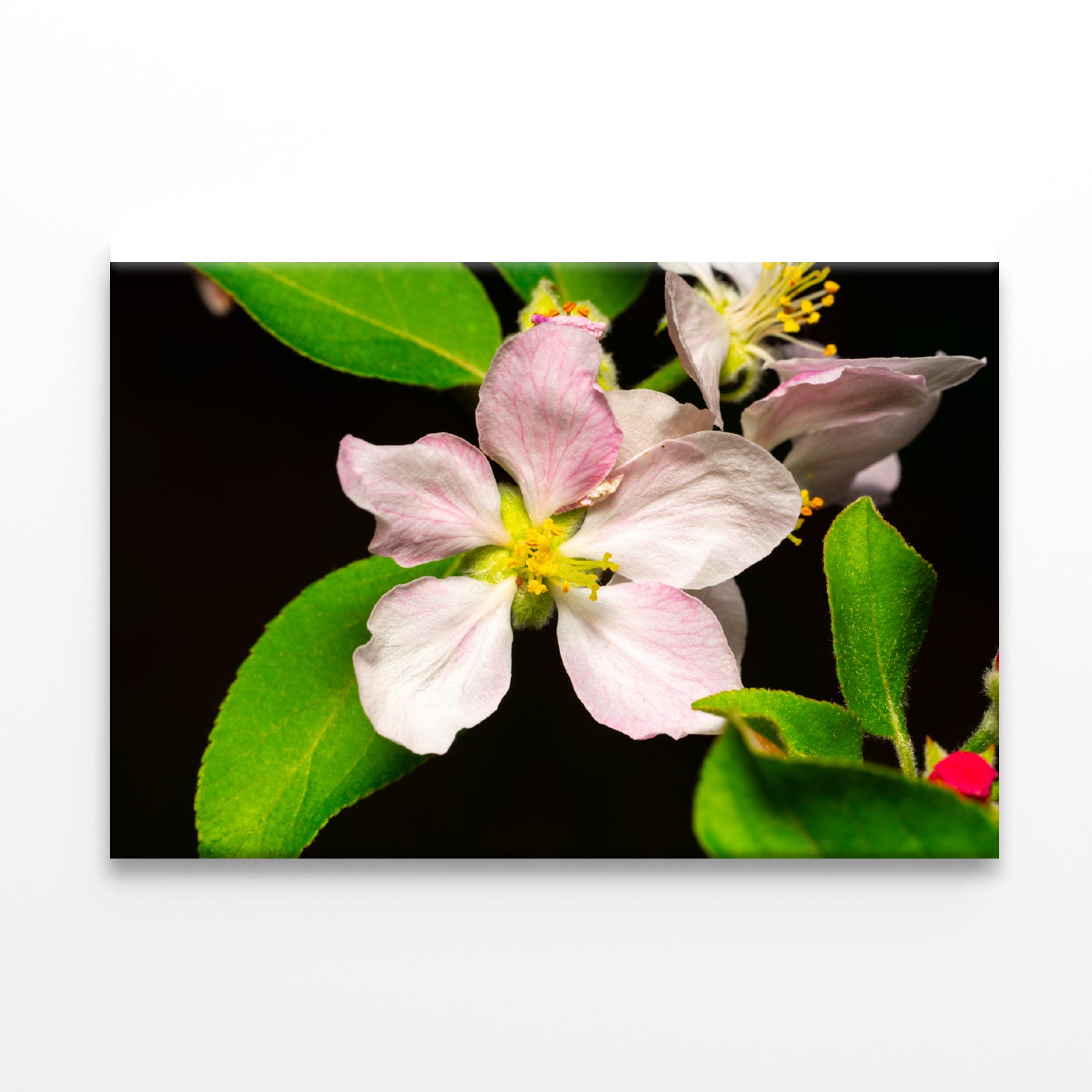 Beautiful Bloomed Apple Flowers Print 100% Australian Made - Bella Home Decor