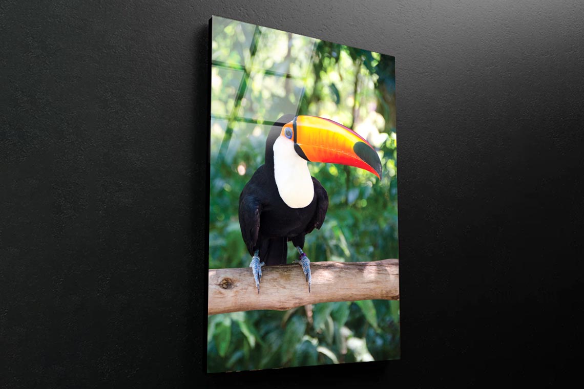 Largest And Best-Known Toucan Species Portrait Photograph Acrylic Glass Print Tempered Glass Wall Art 100% Made in Australia Ready to Hang