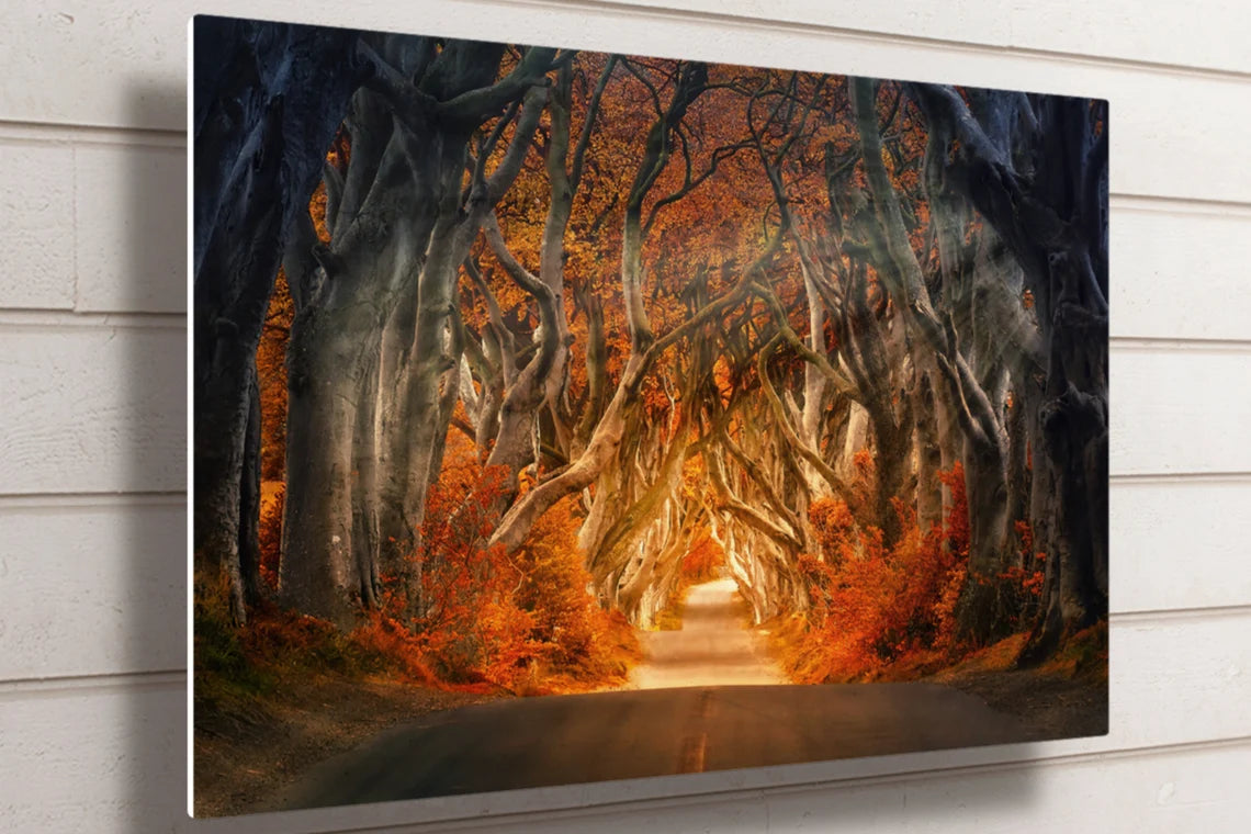 Ireland The Dark Hedges UV Direct Aluminum Print Australian Made Quality