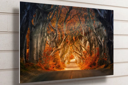 Ireland The Dark Hedges UV Direct Aluminum Print Australian Made Quality