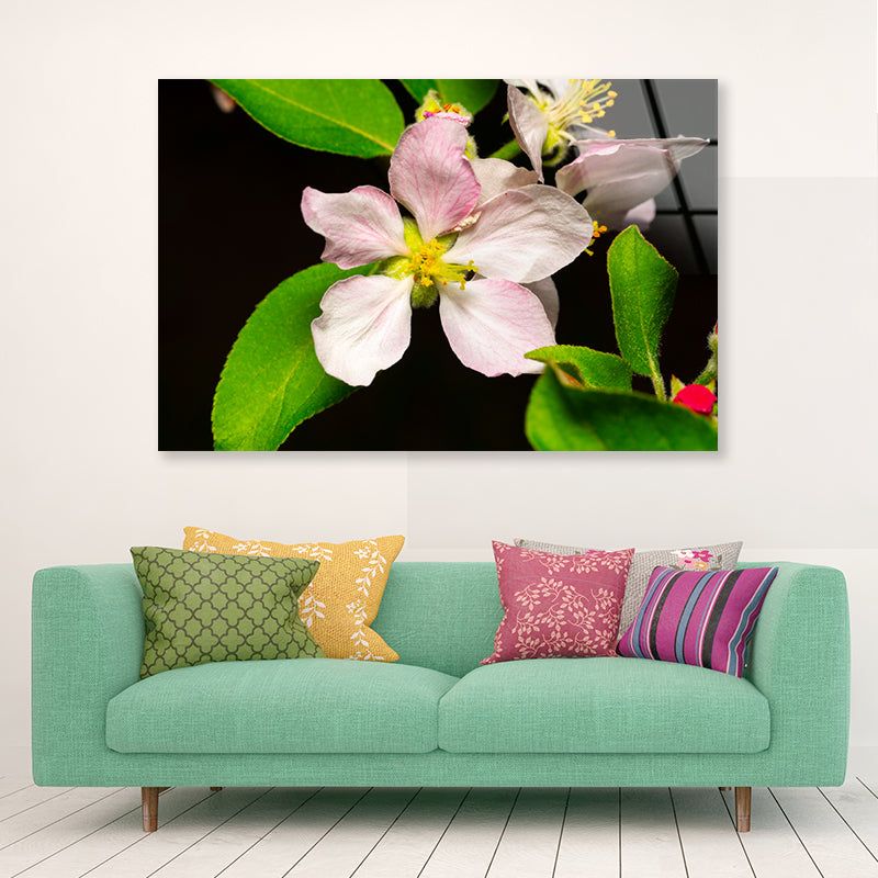 Beautiful Bloomed Apple Flowers Acrylic Glass Print Tempered Glass Wall Art 100% Made in Australia Ready to Hang - Bella Home Decor