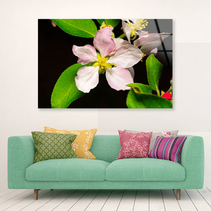 Beautiful Bloomed Apple Flowers Acrylic Glass Print Tempered Glass Wall Art 100% Made in Australia Ready to Hang - Bella Home Decor