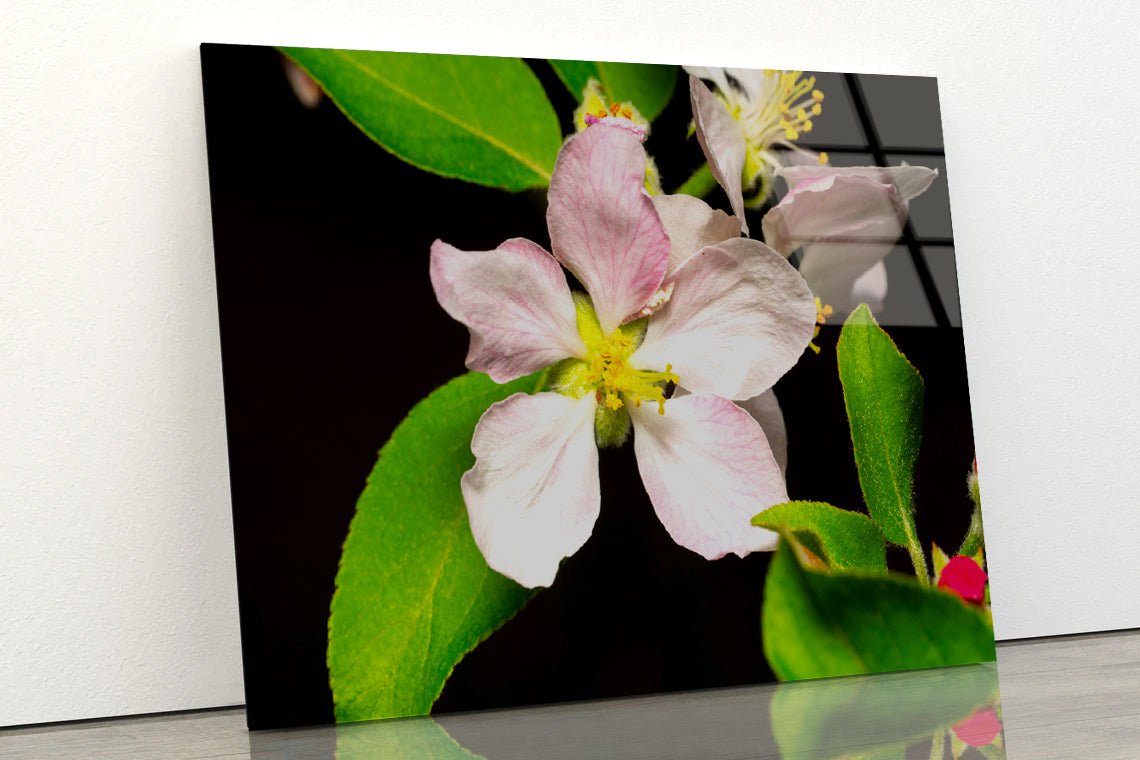 Beautiful Bloomed Apple Flowers Acrylic Glass Print Tempered Glass Wall Art 100% Made in Australia Ready to Hang - Bella Home Decor