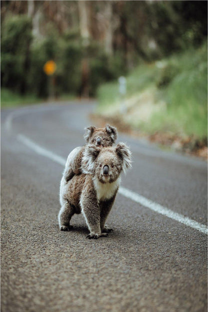 Mother Koala with Baby on Road 40x60cm Metal Print Ready to Hang