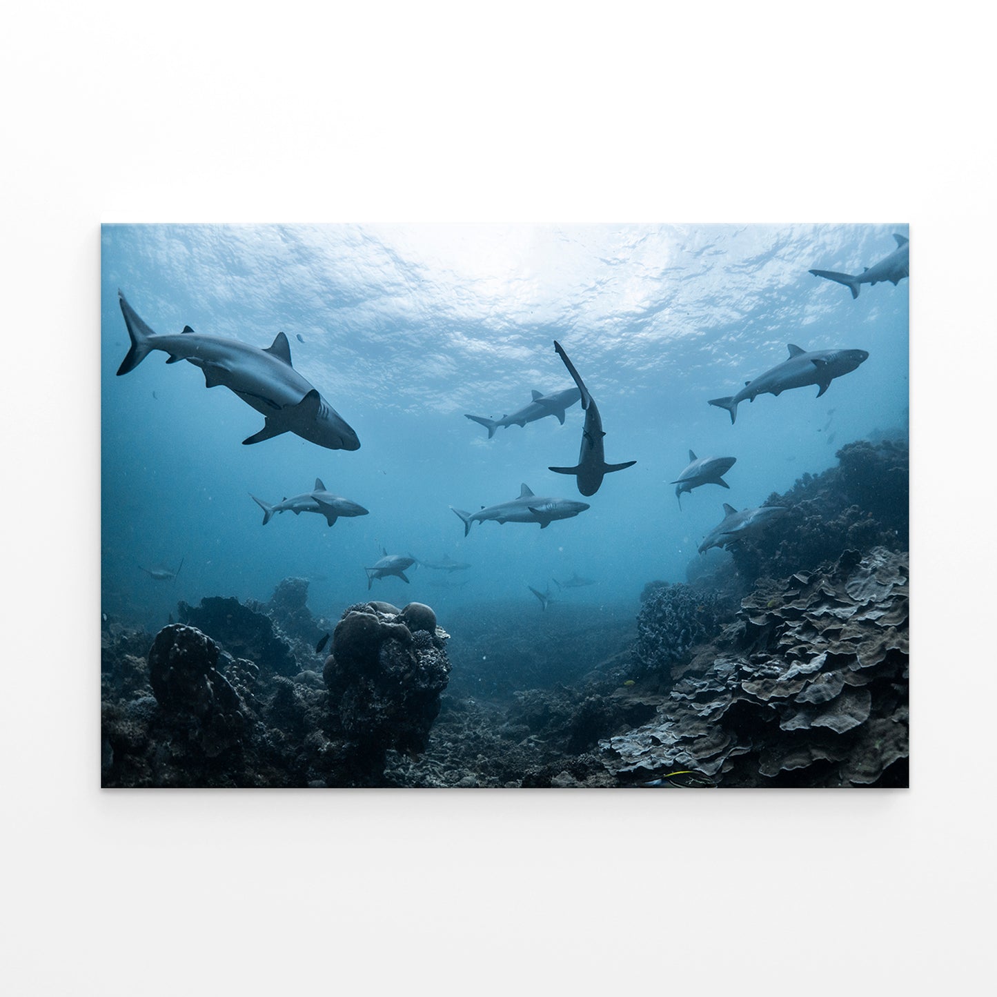 Ningaloo Reef Western Australia Grey Reef Sharks Wall Art Decor 100% Australian Made
