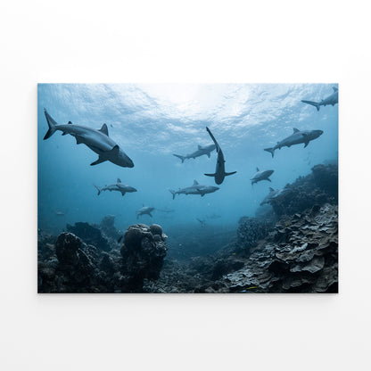 Ningaloo Reef Western Australia Grey Reef Sharks Wall Art Decor 100% Australian Made