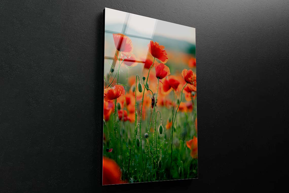 Blooming Red Poppies Acrylic Glass Print Tempered Glass Wall Art 100% Made in Australia Ready to Hang