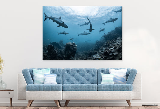 Ningaloo Reef Western Australia Grey Reef Sharks Wall Art Decor 100% Australian Made
