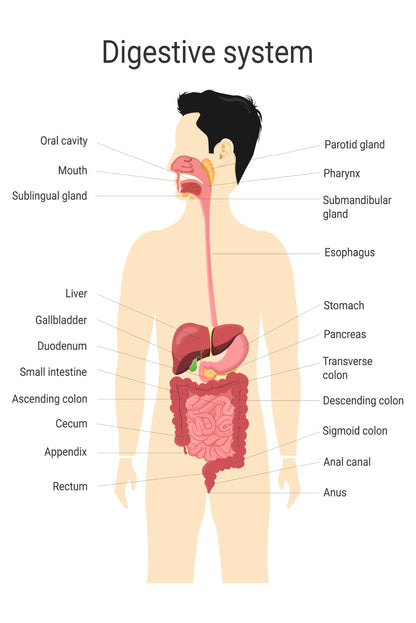 Digestive System of Human with Labels Home Decor Premium Quality Poster Print Choose Your Sizes