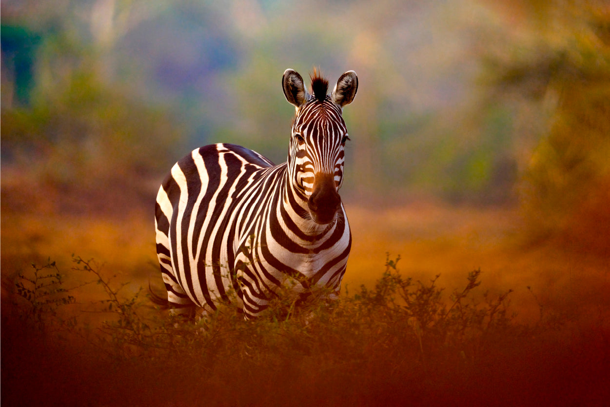 Stunning Wild Zebra Portrait in Sunlight Wall Art Decor 100% Australian Made