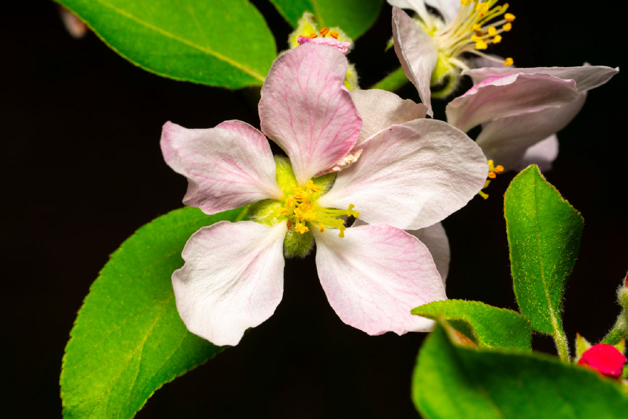 Beautiful Bloomed Apple Flowers Print 100% Australian Made - Bella Home Decor