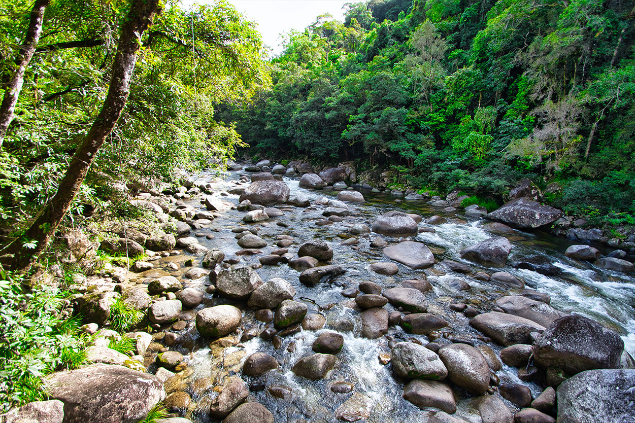 Daintree Rainforest Queensland Mossman Gorge Wall Art Decor 100% Australian Made