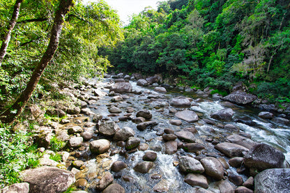 Daintree Rainforest Queensland Mossman Gorge Wall Art Decor 100% Australian Made