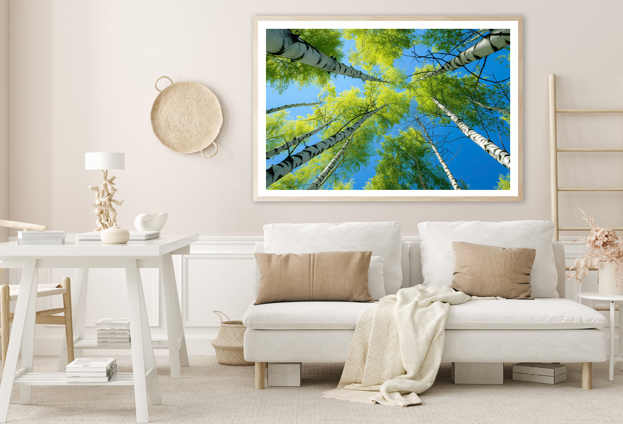 Fresh Green Birch Tree with Natural Blue Sky Home Decor Premium Quality Poster Print Choose Your Sizes