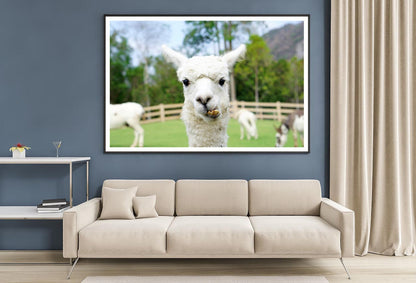 Close Up of White Alpaca Home Decor Premium Quality Poster Print Choose Your Sizes