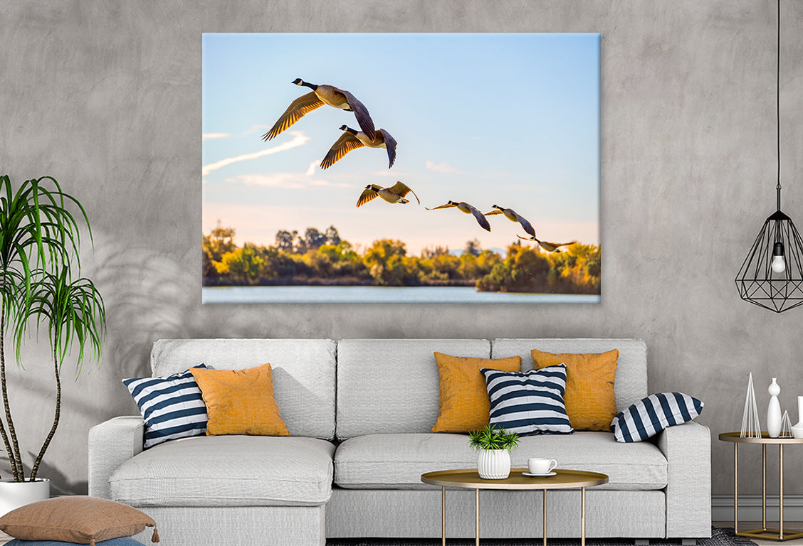 Flock of Canadian Geese Flying Wall Art Decor 100% Australian Made - Bella Home Decor