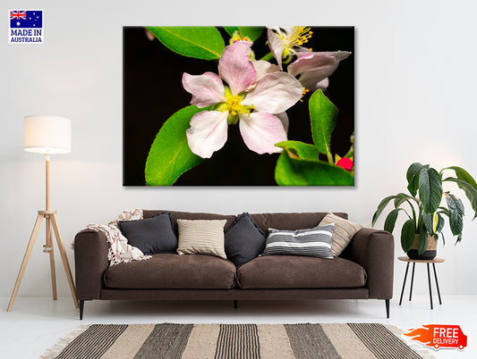 Beautiful Bloomed Apple Flowers Print 100% Australian Made - Bella Home Decor