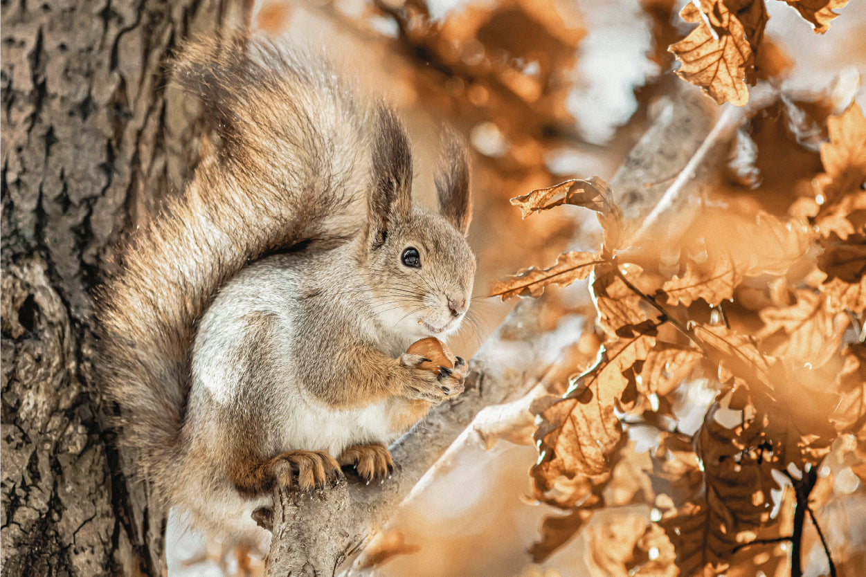 Autumn Squirrel Golden Fall Leaves Rustic Woodland Animal Wall Art Decor 100% Australian Made