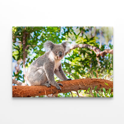Koala Sitting on Eucalyptus Tree Taronga Zoo Sydney Wall Art Decor 100% Australian Made