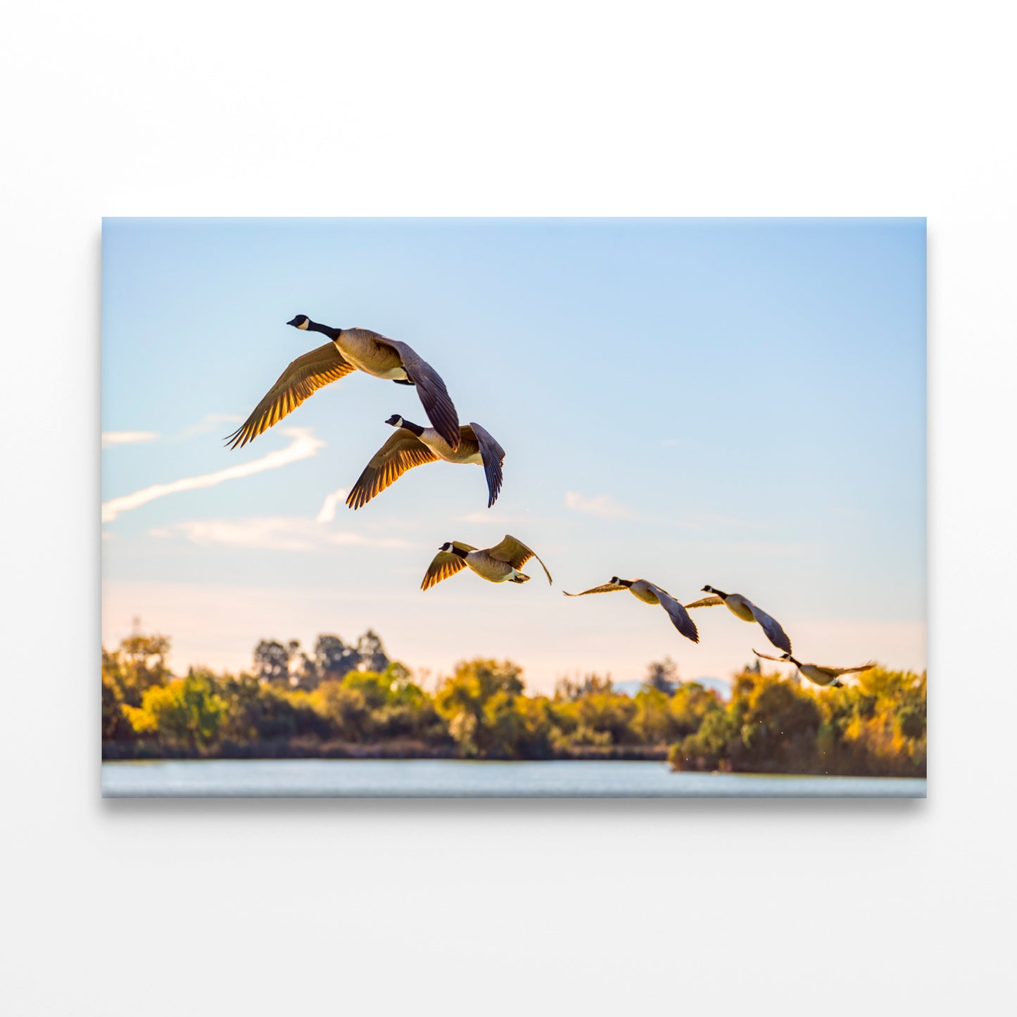 Flock of Canadian Geese Flying Wall Art Decor 100% Australian Made - Bella Home Decor