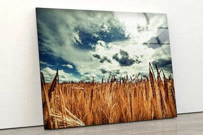 Wheat Field & Sky View UV Direct Aluminum Print Australian Made Quality