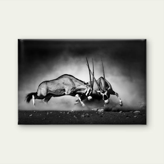 Gemsbok Antelope Fighting Namibia Wall Art Decor 100% Australian Made