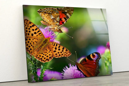 Butterflies on Flowers UV Direct Aluminum Print Australian Made Quality