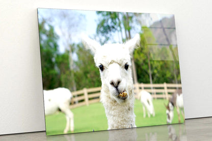 Close Up of White Alpaca Acrylic Glass Print Tempered Glass Wall Art 100% Made in Australia Ready to Hang