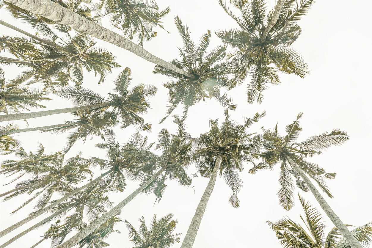 Bohemian Tropical Palm Trees Florida Beach Wall Art Decor 100% Australian Made