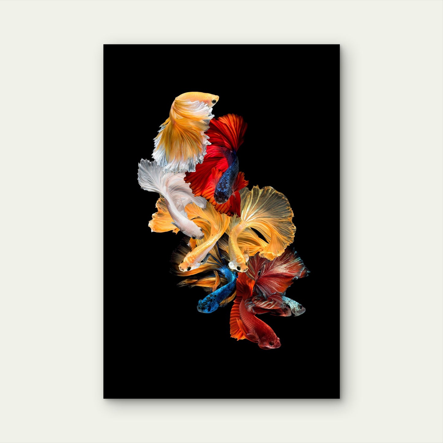 Colorful Siamese Fighting Fish Betta 40x60cm Metal Print Ready to Hang
