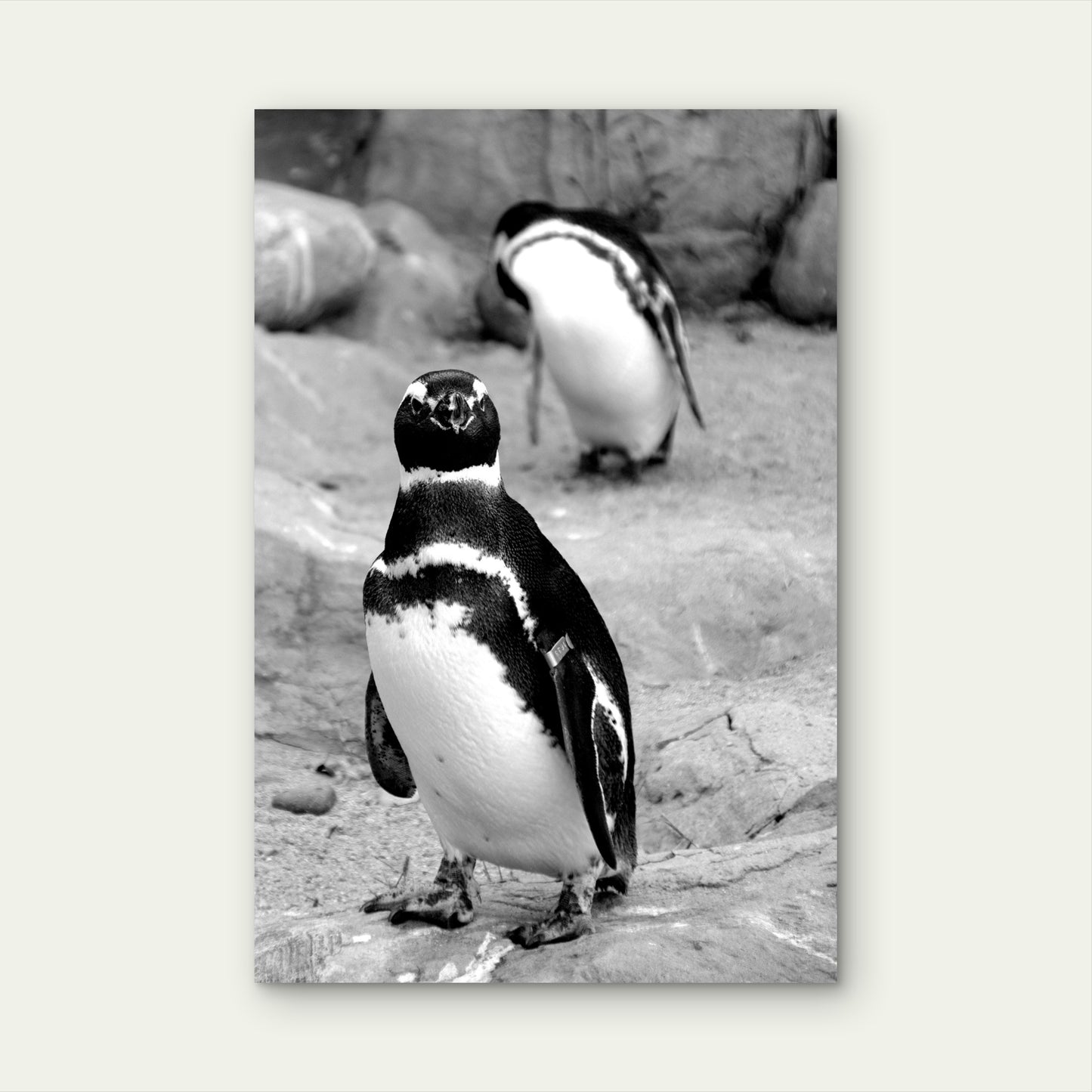 White And Black Penguin On Gray Sand Photo 40x60cm Metal Print Ready to Hang