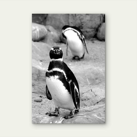 White And Black Penguin On Gray Sand Photo 60x90cm Metal Print Ready to Hang