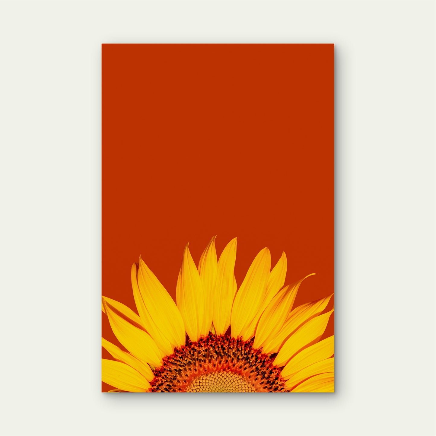 Yellow sunflower in close up photography 40x60cm Metal Print Ready to Hang