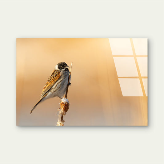 Nature Wildlife Songbird Acrylic Glass Printing Wall Art Australian Made Quality