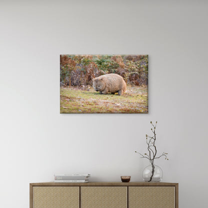 Common Wombat Navigating the Bushlands of Narawntapu National Park, Tasmania Wall Art Decor 100% Australian Made